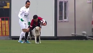 Stada Giren Köpek Amerika'da Haber oldu