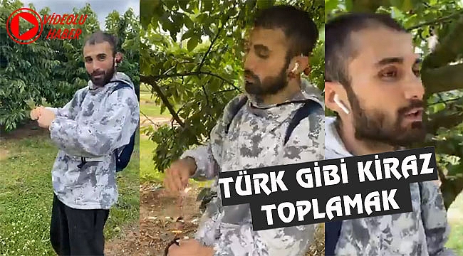 Amerika'da Türk Gibi Kiraz Topluyorlar