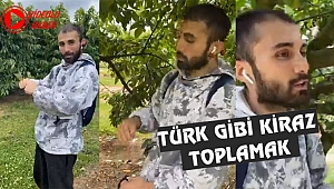 Amerika'da Türk Gibi Kiraz Topluyorlar