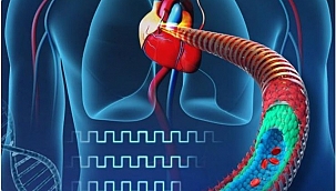 Bilim Insanları Elektronik Kan Damarı Üretti 