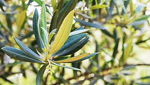 Corona'ya Zeytin Yaprağı