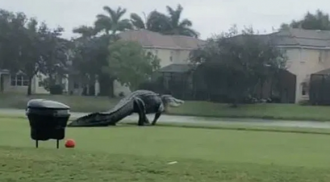Florida'da Dev Timsah