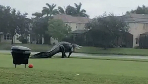 Florida'da Dev Timsah 