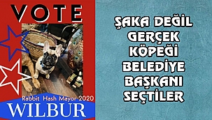 Kentucky'de Köpeği Başkan Seçtiler