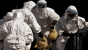 Korona Virüsten Sonra Yeni Tehlike!