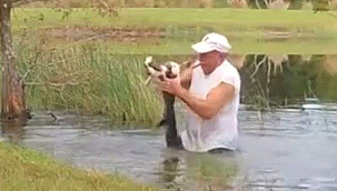 Yavru Köpeği Timsahın Ağzından Geri Aldı 