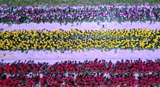 New Jersey Rengarenk Oldu