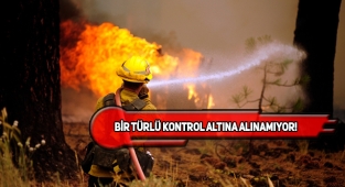 New Mexico'da Orman Yangınları Endişelendiriyor