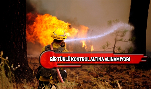 New Mexico'da Orman Yangınları Endişelendiriyor