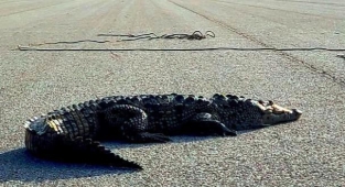 Birden Yola Çıktı Trafiği Felç Etti
