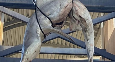 Böyle Şaka Olmaz Olsun!