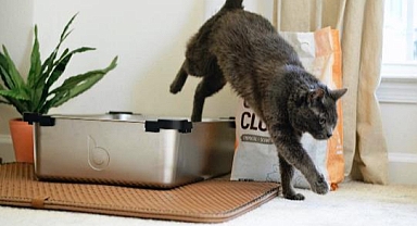 Kedi Kumuyla Küresel Isınmaya Çözüm Aranıyor