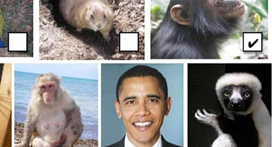 Obama'nın Fotoğrafını "primat" Olarak Tanıttı