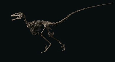 "The Raptor" 12,4 Milyon Dolara Satıldı