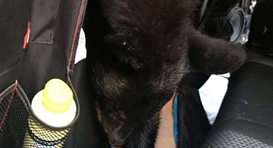 60 Derece Sıcaklıkta Arabada Yiyecek Arayan Ayı Öldü