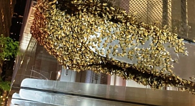 Binlerce Arı Dünya Ticaret Merkezi'ni Sardı