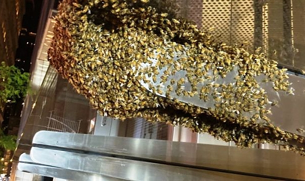 Binlerce Arı Dünya Ticaret Merkezi'ni Sardı