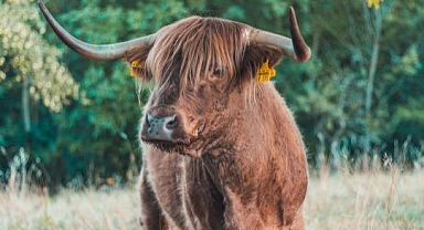 Çocuğu Öldüren Sığır Tutuklandı