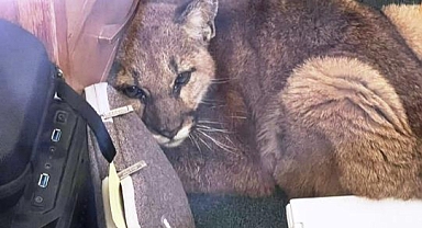 Dağ Aslanı Okula Girdi Masa Altında Saklandı