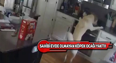 Missouri'de Yaramaz Köpek Evi Yaktı