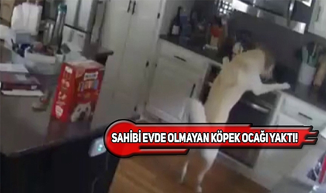 Missouri'de Yaramaz Köpek Evi Yaktı