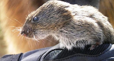 NJ'de Köpeğin Öldürdüğü Fare Kuduz Çıktı