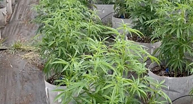 Oregon'da Binlerce Marihuana Btkisi Ele Geçirildi