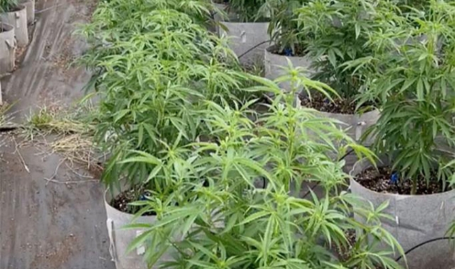Oregon'da Binlerce Marihuana Btkisi Ele Geçirildi