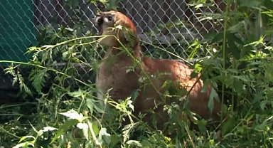 Washington'da Küçük Çocuğa Puma Saldırdı!