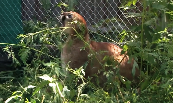 Washington'da Küçük Çocuğa Puma Saldırdı!