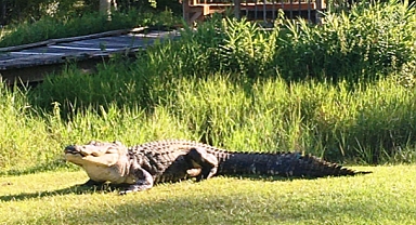 ABD'de Timsah Bahçeye Girdi