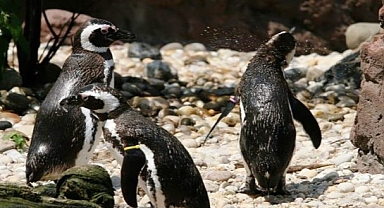 ABD'nin En Yaşlı Pengueni Öldü