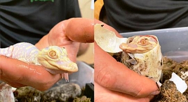 Bu da Nadir Görülen Albino Timsah