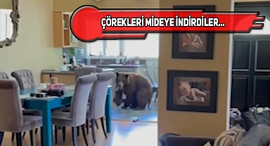 California'da Ayı ve Yavrusu Eve Girip Ziyafet Çekti