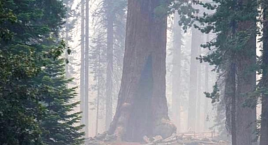 California'daki Yangınında Sekoya Ağaçları Kurtarılmaya Çalışılıyor