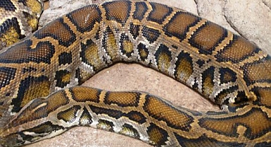 Florida'da Piton Yuvasına Baskın