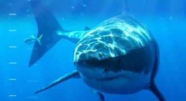 Long Island Sahilinde Köpekbalıkları