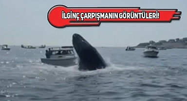 Massachusetts'te Bir Tekneye Balina Çarptı