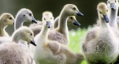 New Jersey'de Kazlara Ötenazi Yapıldı