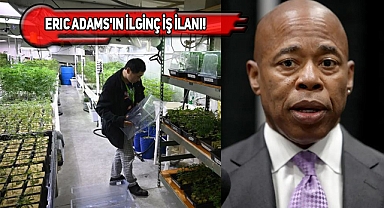 NYC Esrarla Mücadele İçin Ot İçen Yönetici Arıyor