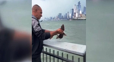 Oltaya Bu Kez Yavru Köpek Balığı Takıldı