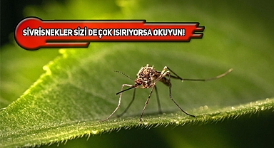 Sivrisinekler Neden Bazı Kişileri Daha Fazla Isırıyor?