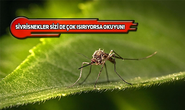 Sivrisinekler Neden Bazı Kişileri Daha Fazla Isırıyor?