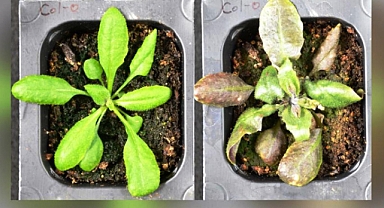 Stres Altındaki Bitkiler Ağrı Kesici Üretiyor