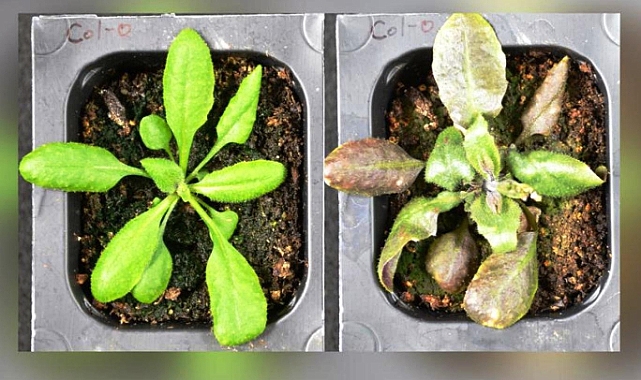 Stres Altındaki Bitkiler Ağrı Kesici Üretiyor