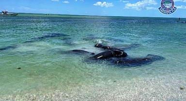  ABD Polisinden Uyarı: "çiftleşirken dokunmayın"