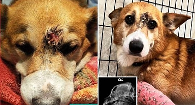 Alnından Vurulan Köpek Mucize Eseri Hayatta