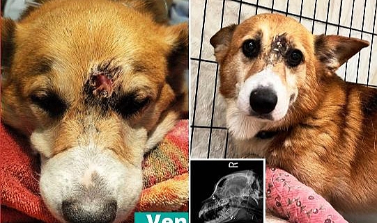 Alnından Vurulan Köpek Mucize Eseri Hayatta