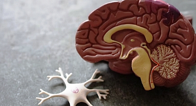 Beyninin Yarısını Kaybedenler Nasıl Yaşıyor?