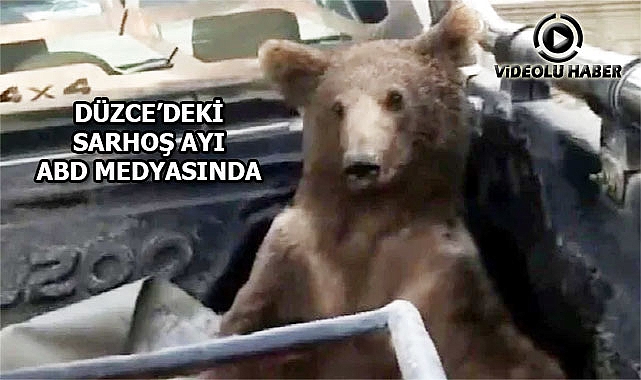 Düzce'de Sarhoş Olan Ayı ABD Medyasında